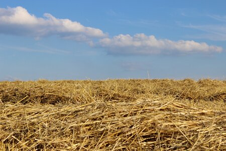 Field harvest straw photo