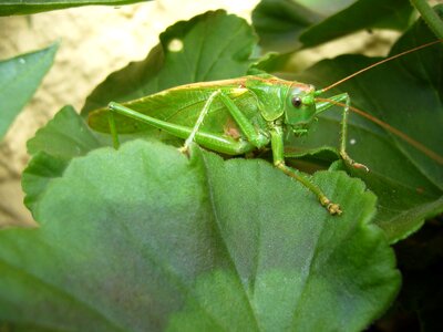 Nature caelifera probe photo