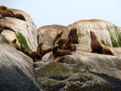 Steller sea lions on South Marble Island photo