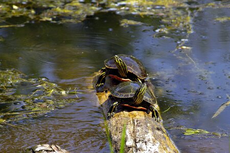 British columbia canada animal photo