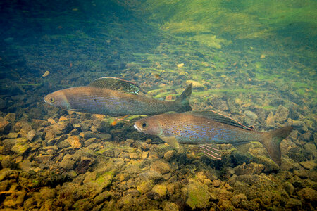 Arctic grayling-2