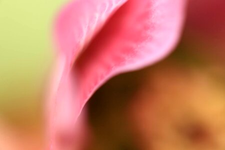 Abstract beautiful flowers blooming photo