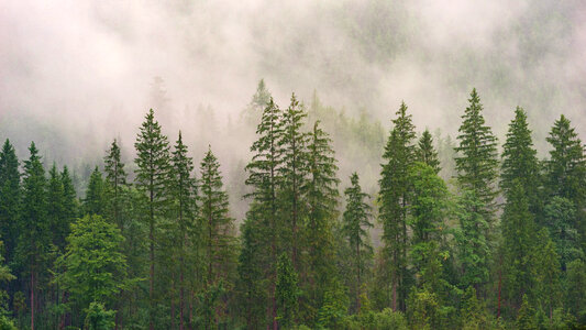 Misty Evergreen Forest on the Mountain Slope photo