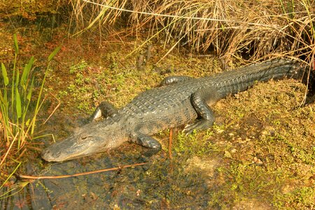 Animal wildlife wild