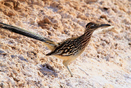 Greater Roadrunner-2 photo