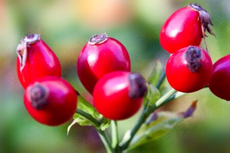 Red wild rose nature