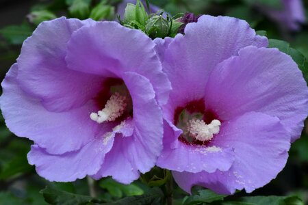 Flower Bud flower garden pistil photo