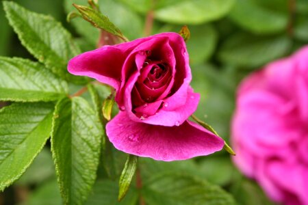 Blossom bouquet bud