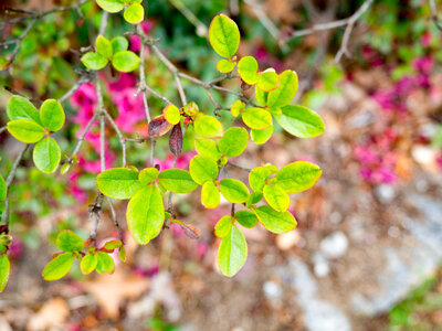 Green Leaves photo