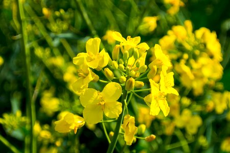 Agriculture beautiful flowers biology photo