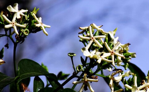 Beautiful Flowers blooming blossom