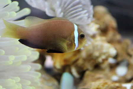 Clown Fish Closeup