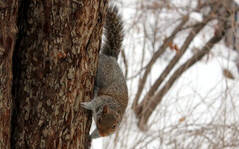 red squirrel posing at the park photo