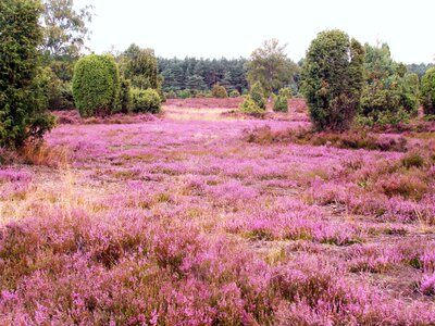 Lüneburg heathland pink photo