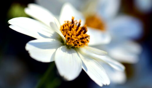 Beautiful Flowers bee bloom