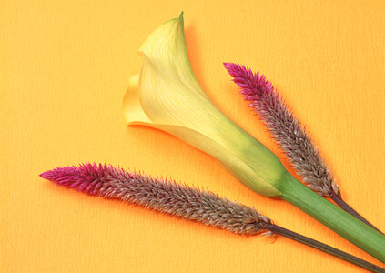 Calla Lily flower and stem isolated on yellow background photo