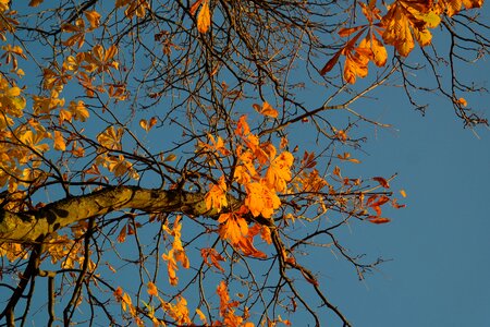 Tree chestnut chestnut tree photo