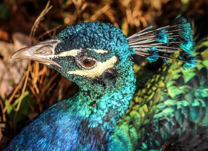 Iridescent feathers wings feather