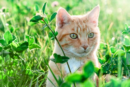 Animal beautiful photo cat