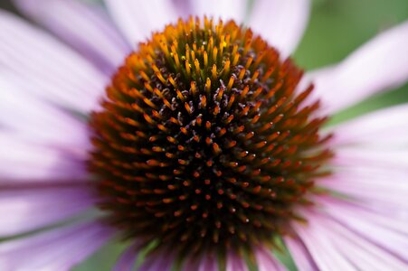 Macro middle plant