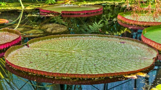 The amazon water lily rainforest nature