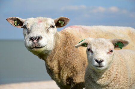 Rural pasture ewe photo