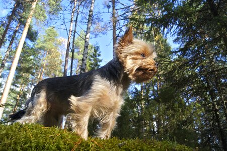 Terrier pet canine photo