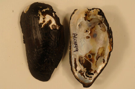 Margaritifera marrianae