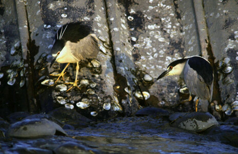 Black Crowned Night Herons-1 photo