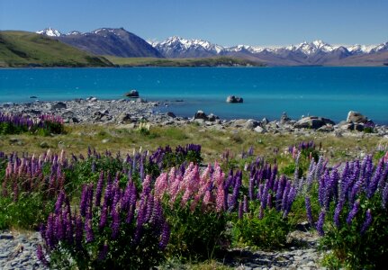 Lake plant mountains
