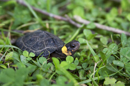 Bog turtle-2 photo