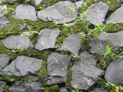 Stone Wall Texture Moss photo