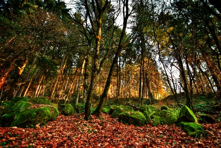 Leaves forest nature