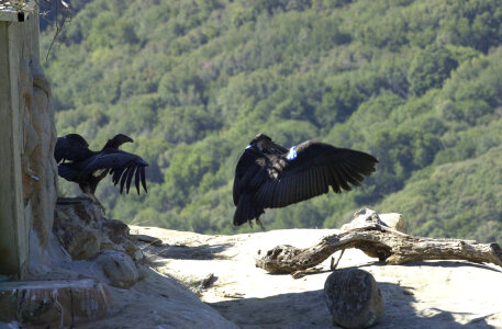 California condors-1