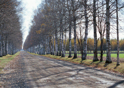 Tree lined country road