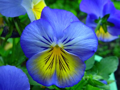 Blue flowers yellow photo