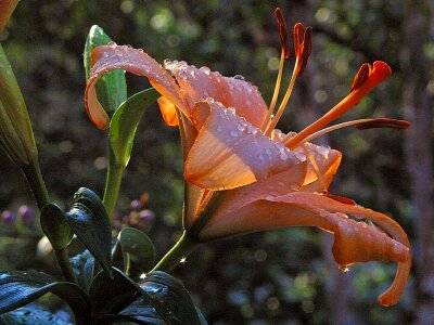 Flowers rain photo