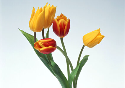 Two red and two yellow tulips photo