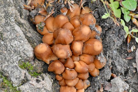 Light Brown fungus mushroom photo