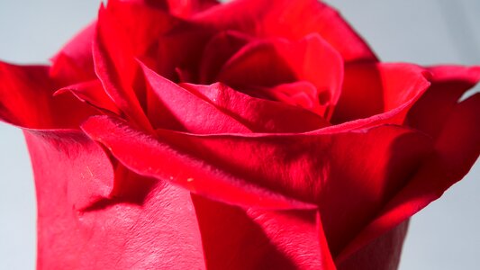 Red rose flower petals