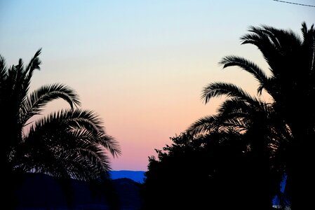 Palm Tree Silhouettes At Dusk