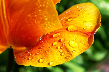 Beautiful beautiful flowers beautiful image