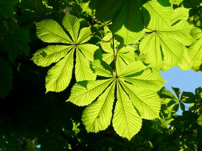 Tree foliage aesthetic