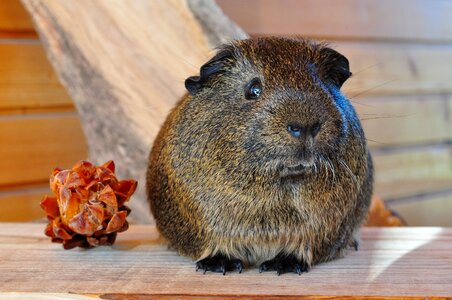 Rodent animal smooth hair