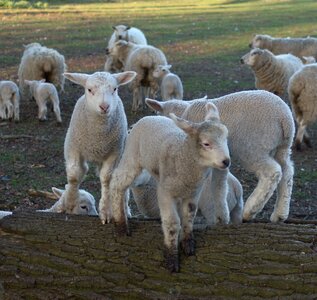 Lambs lamb easter