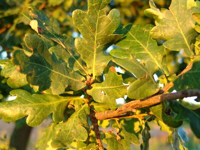 Forest oak oak leaf photo