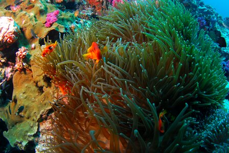 Underwater sea scuba