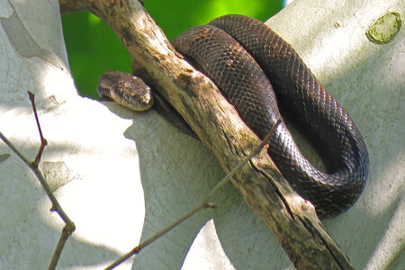 Black rat snake -2 photo