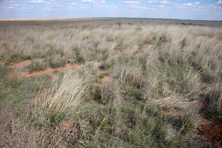 Southern shortgrass prairie-5
