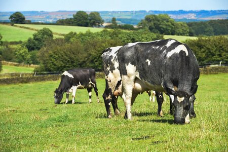 Farm animal agriculture photo